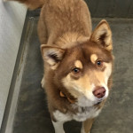 Foxy - adopted Nov 2016