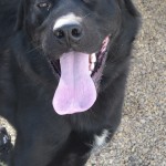 Max - Transfered GP SPCA