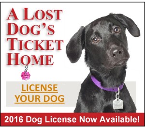 Dog License