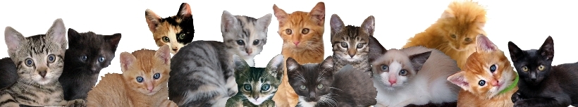 Cat-Border-Kittens