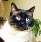 Kitty - Adopted February 2015