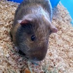 Pumpkin Pig - Adopted November 2015